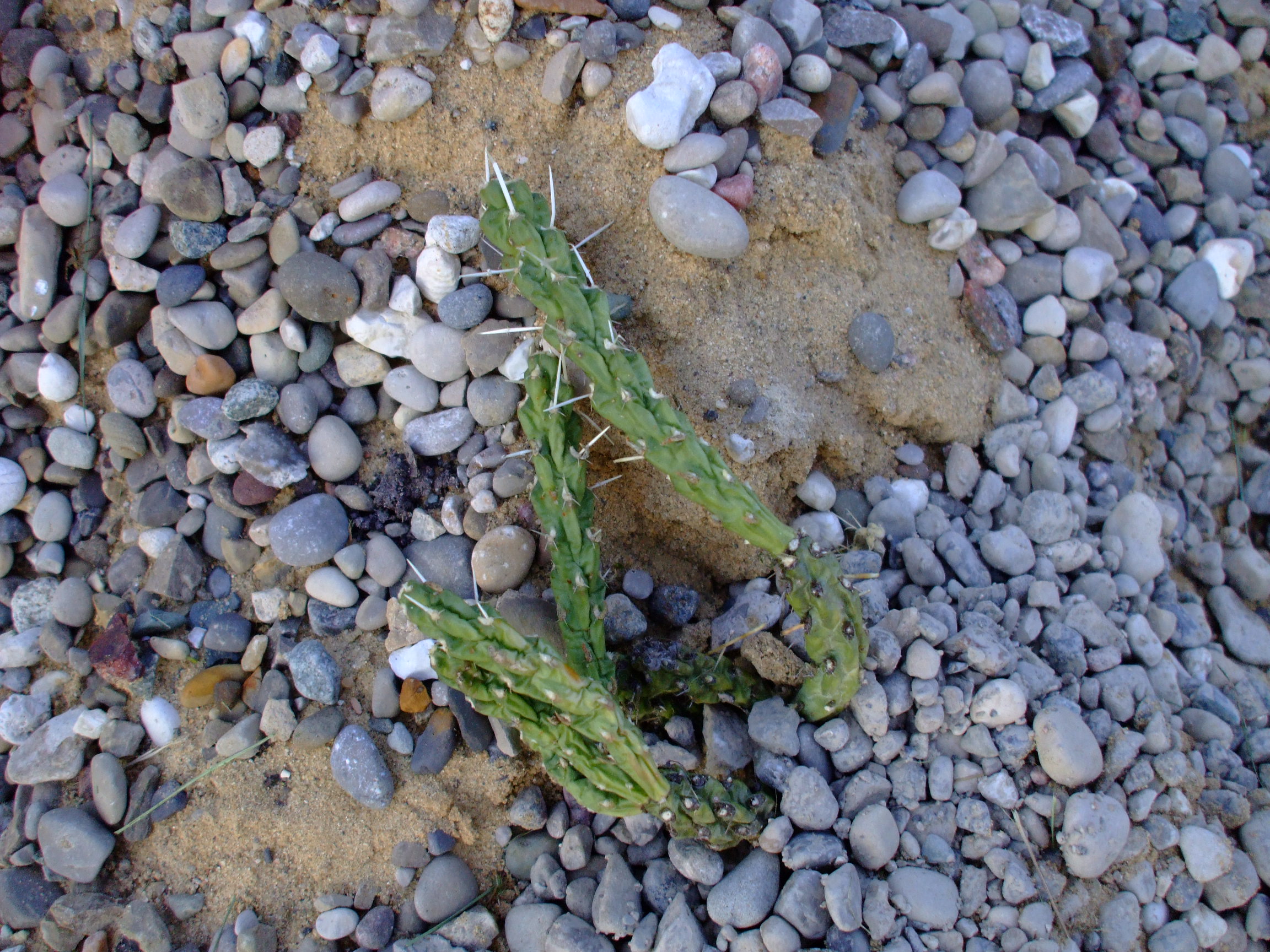 Cylindropuntia whipplei